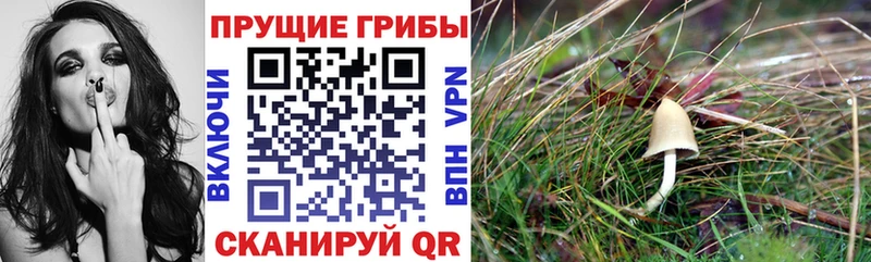 Псилоцибиновые грибы MAGIC MUSHROOMS  как найти   OMG зеркало  Лесной 